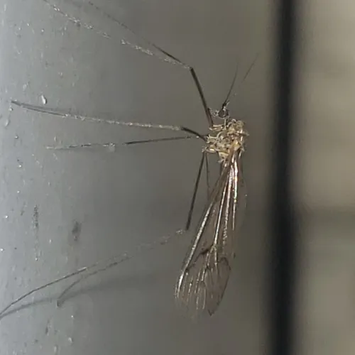 Trichocera regelationis