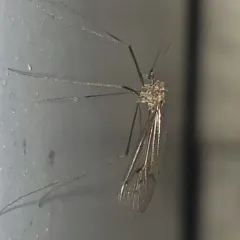 Trichocera regelationis thumbnail 1