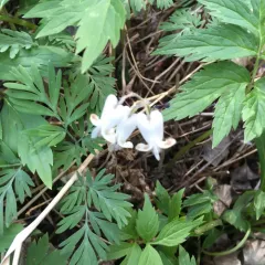 squirrel corn thumbnail 2