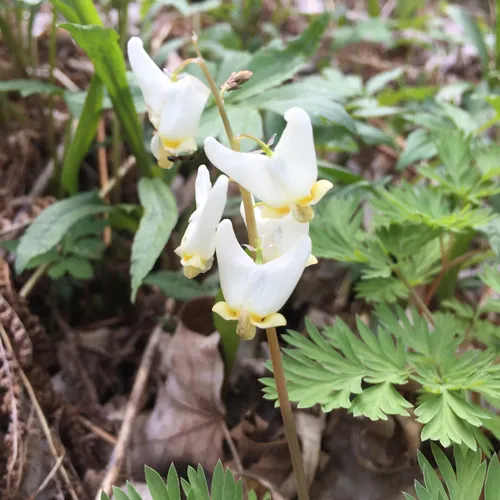 Dutchman's breeches