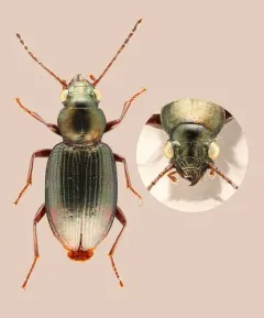 Bembidion oberthueri thumbnail 1