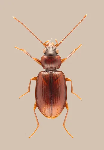 Tachys pumilus