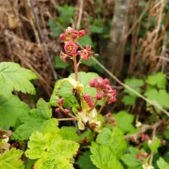 Trailing Blackcurrant thumbnail 2