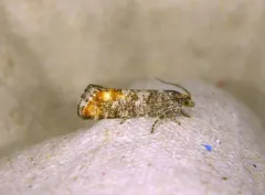 Jack Pine Shoot Borer thumbnail 3