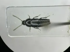 Tachinus corticinus thumbnail 2