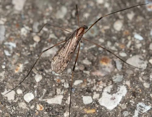 Metalimnobia fallax