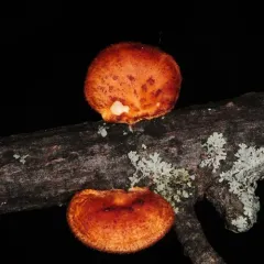 hexagonal-pored polypore thumbnail 3