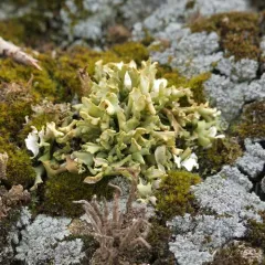 Stalkless Cladonia thumbnail 3