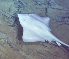 Pacific White Skate thumbnail 4
