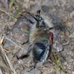 Hairy Bear Scarab Beetle thumbnail 2