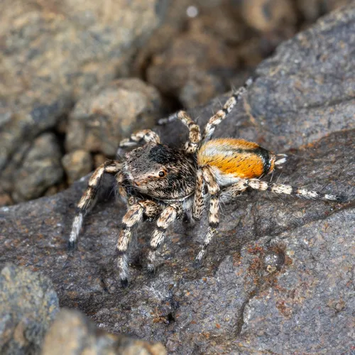 Habronattus amicus