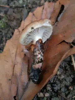 Gomphidius nigricans thumbnail 3