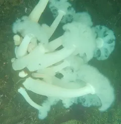 Giant Plumose Anemone thumbnail 4