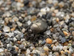 Hypocaccus fraternus thumbnail 2