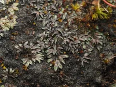 Black Crystalwort thumbnail 3