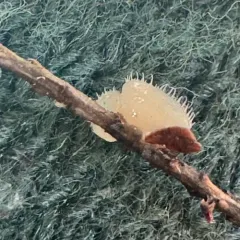 Pezoloma ciliiferum thumbnail 3