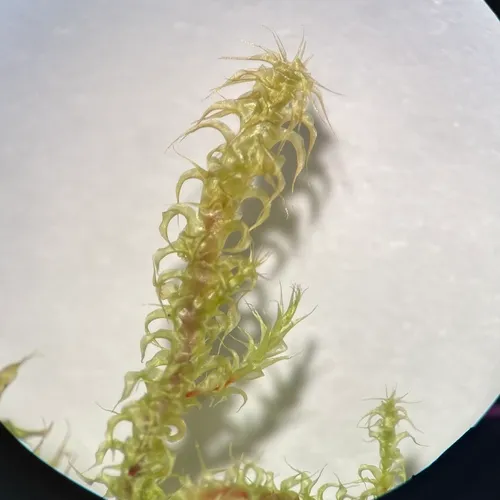Square Gooseneck Moss