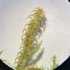 Square Gooseneck Moss thumbnail 1