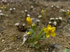 Smooth stickleaf thumbnail 1