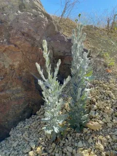 Ertter's Ragwort thumbnail 2
