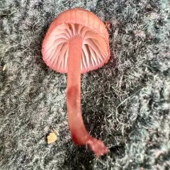 Bleeding Bonnet thumbnail 4