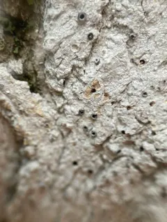 Can-of-worms Lichen thumbnail 1