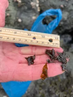 Sand-scoured False Kelp thumbnail 2