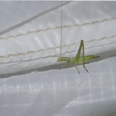 Sage Tree Cricket thumbnail 4