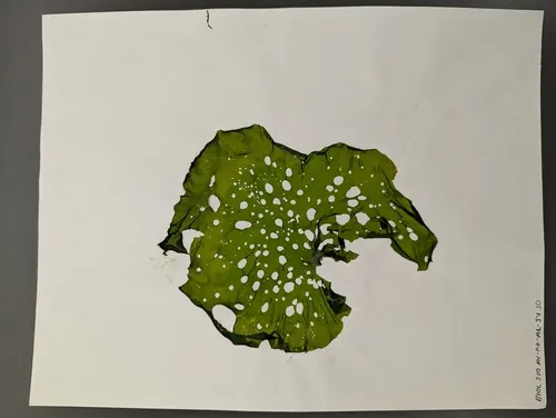 Ulva fenestrata