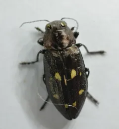Phaenops lecontei thumbnail 3