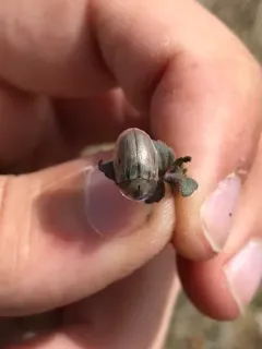 Horsemint Tortoise-beetle thumbnail 3