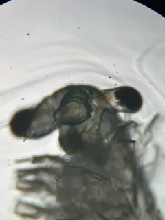 Smoothlip Fairy Shrimp thumbnail 3