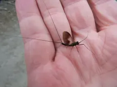 Leptophlebia pacifica thumbnail 2