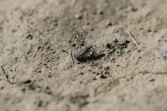 Tabuda planiceps thumbnail 2