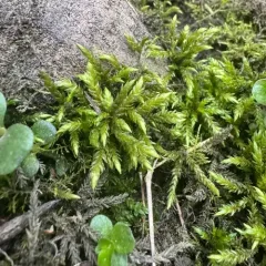 Tree Climacium Moss thumbnail 4