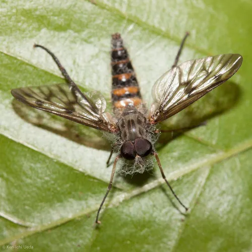 Furia ithacensis