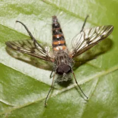 Common Snipe Fly thumbnail 4