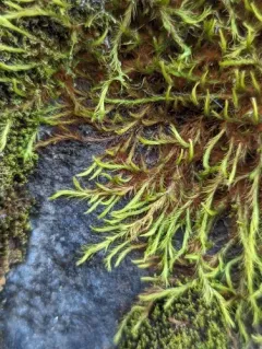 Menzies' anacolia moss thumbnail 4