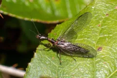 Agulla adnixa thumbnail 4
