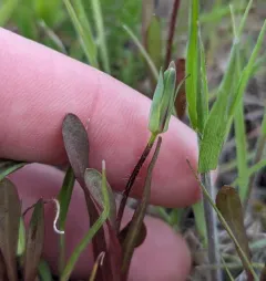 Annual Agoseris thumbnail 4