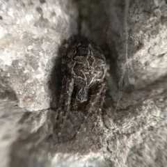 Grey Cross Spider thumbnail 1