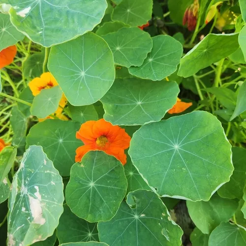 garden nasturtium