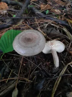 Fire-milk Lactarius thumbnail 3