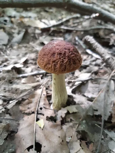 Leccinellum quercophilum
