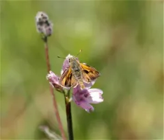 Rural Skipper thumbnail 3