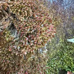 American Earwort thumbnail 4