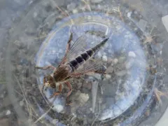 Promachus dimidiatus thumbnail 3