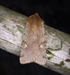 Fish's Dart thumbnail 4