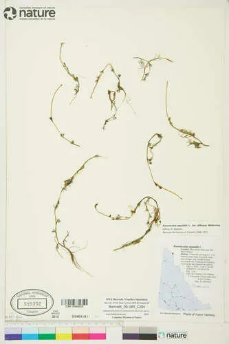 Ranunculus codyanus