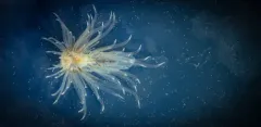 Fernald's Aeolid thumbnail 4
